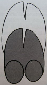 PASSIONE PER IL CERVO